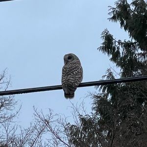 Meet your Posher, Leo